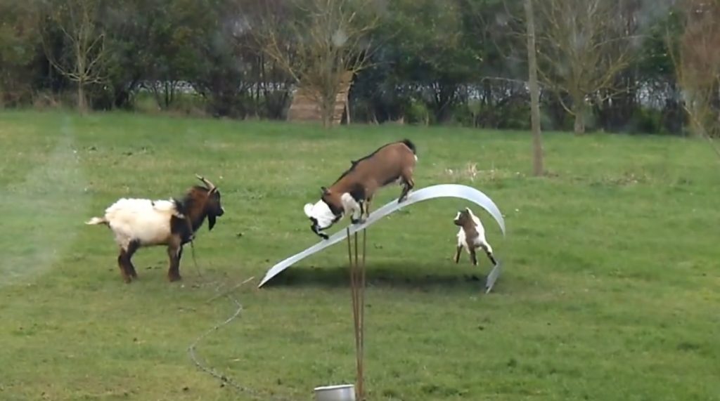 Табаков комментирует козлят