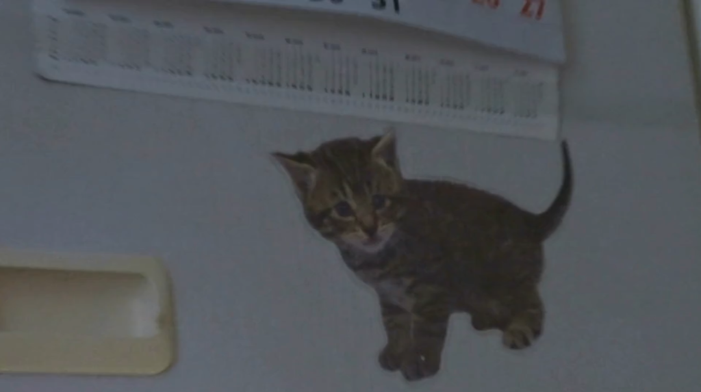 Кофе с Котом